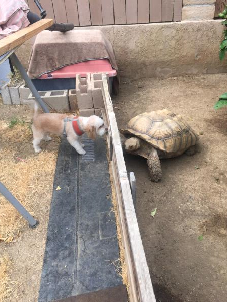 /Images/uploads/Friends of Seal Beach Animal Care Center/2022sbacc/entries/21340thumb.jpg